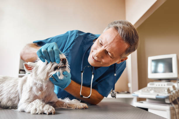 Best Walk-In Emergency Dental Services in Los Chaves, NM